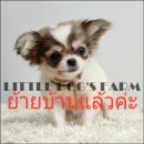 LITTLE DOG'S FARM : ย้ายบ้านแล้วค่ะ สาวน้อยชิวาวา ตัวเล็กจิ๋ว น่าสวยๆ น่ารักๆค่ะ