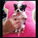 ลูก Chihuahua ขนยาว 3 สี ... T-Cup เกรด A *** เพ็ดดีกรีเต็มใบ & รับบัตรเครดิ...