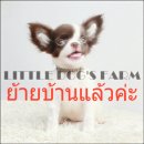 LITTLE DOG'S FARM : ย้ายบ้านแล้วค่ะ สาวน้อยชิวาวาขนยาว ตัวเล็กๆ สีขาว-ชอคโกแลต