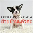 LITTLE DOG'S FARM : ย้ายบ้านแล้วค่ะ หนุ่มน้อยชิวาวาขนสั้น ตัวเล็ก หน้าสั้น น่ารั...