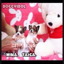 *** ลูก Chihuahua ขนยาว ... T-Cup เกรด A ***