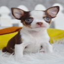 ★^-^*★ WWW.WOWWCHIHUAHUA.COM★^-^*★." "น้องกาก้า"ชิวาวาเพศผู้ขนสั้...