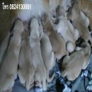 เปิดจองลูกสุนัขพันธุ์โกลเด้น (น้องเพิ่งคลอดได้ 3 วัน)