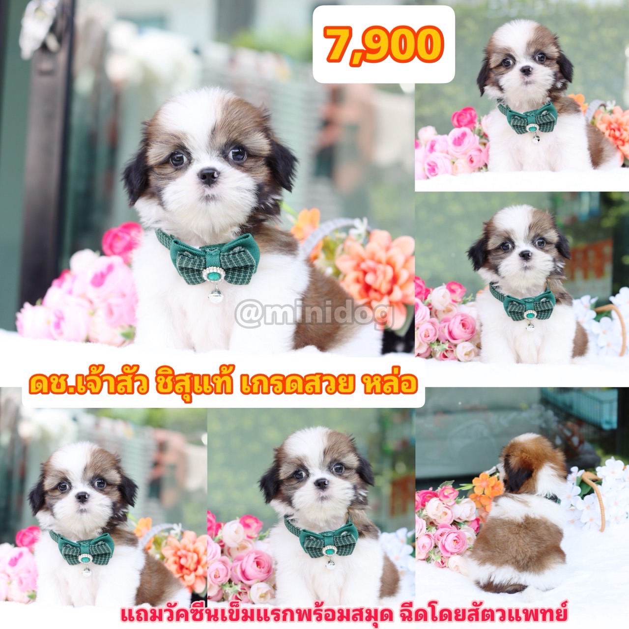 ชิสุแท้เกรดสวย