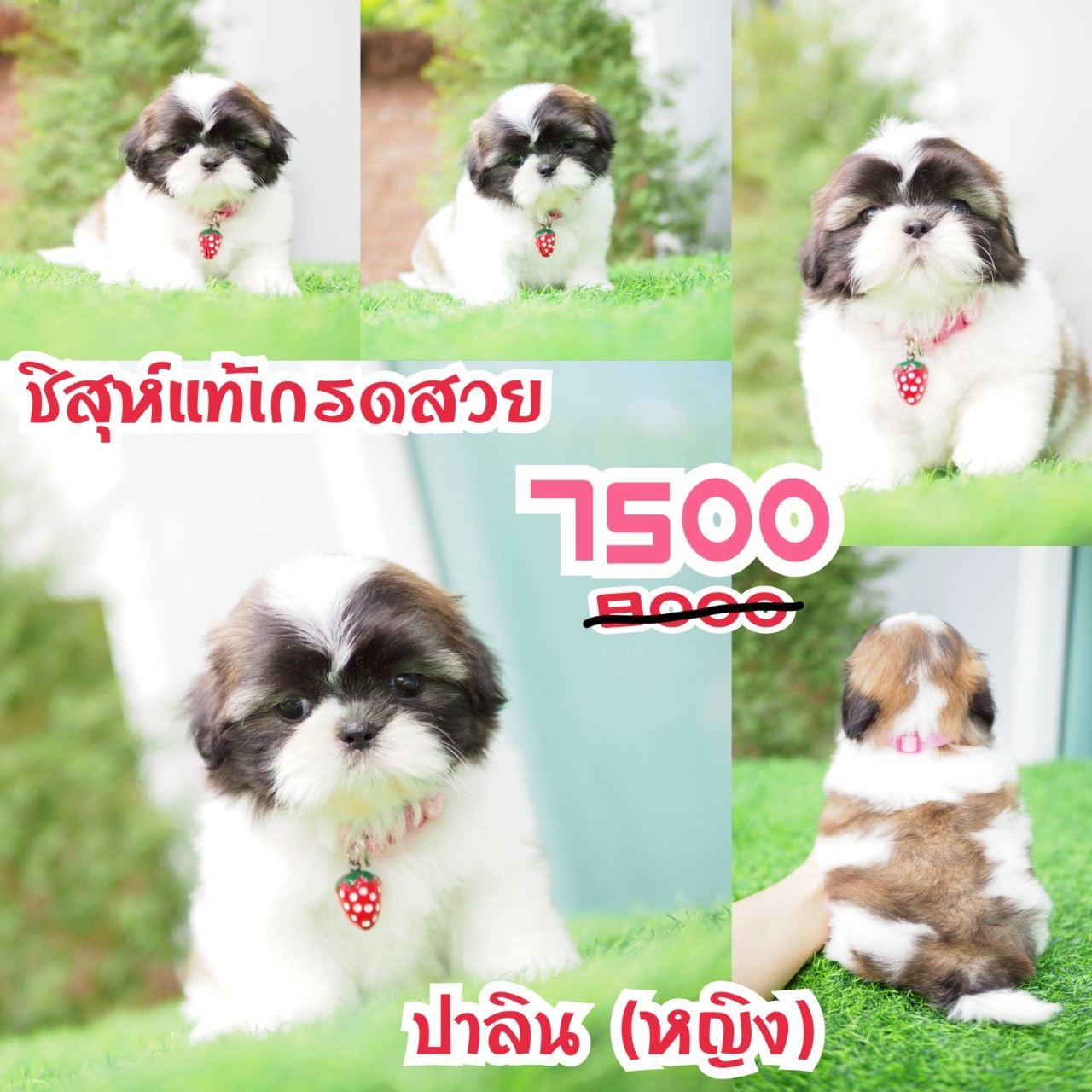 ชิสุห์แท้ กิ๊ฟซ่า