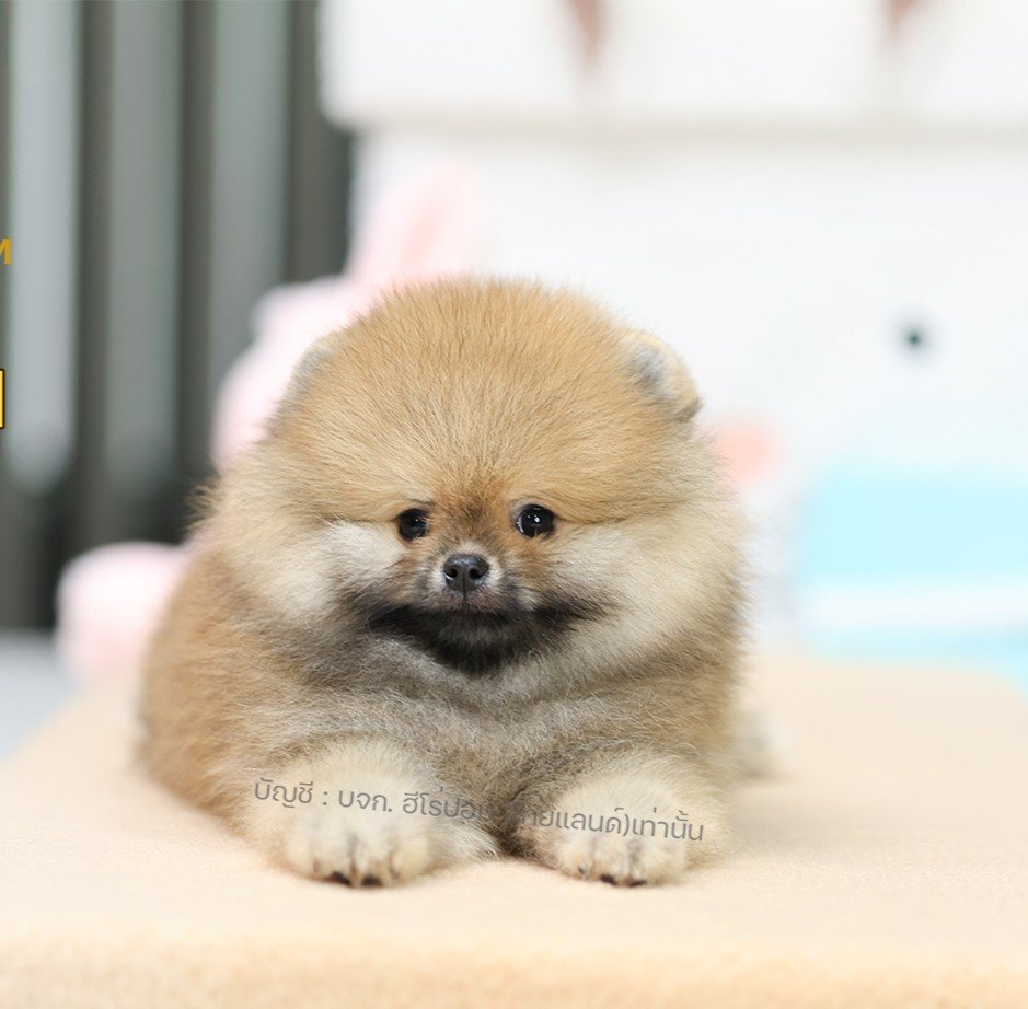 ปอมแท้ ปอมหน้าหมี HRM-10072 เพศชาย สีส้ม อายุ 2 เดือน ขนแน่น ขาใหญ่ กินเก่ง หน้า...
