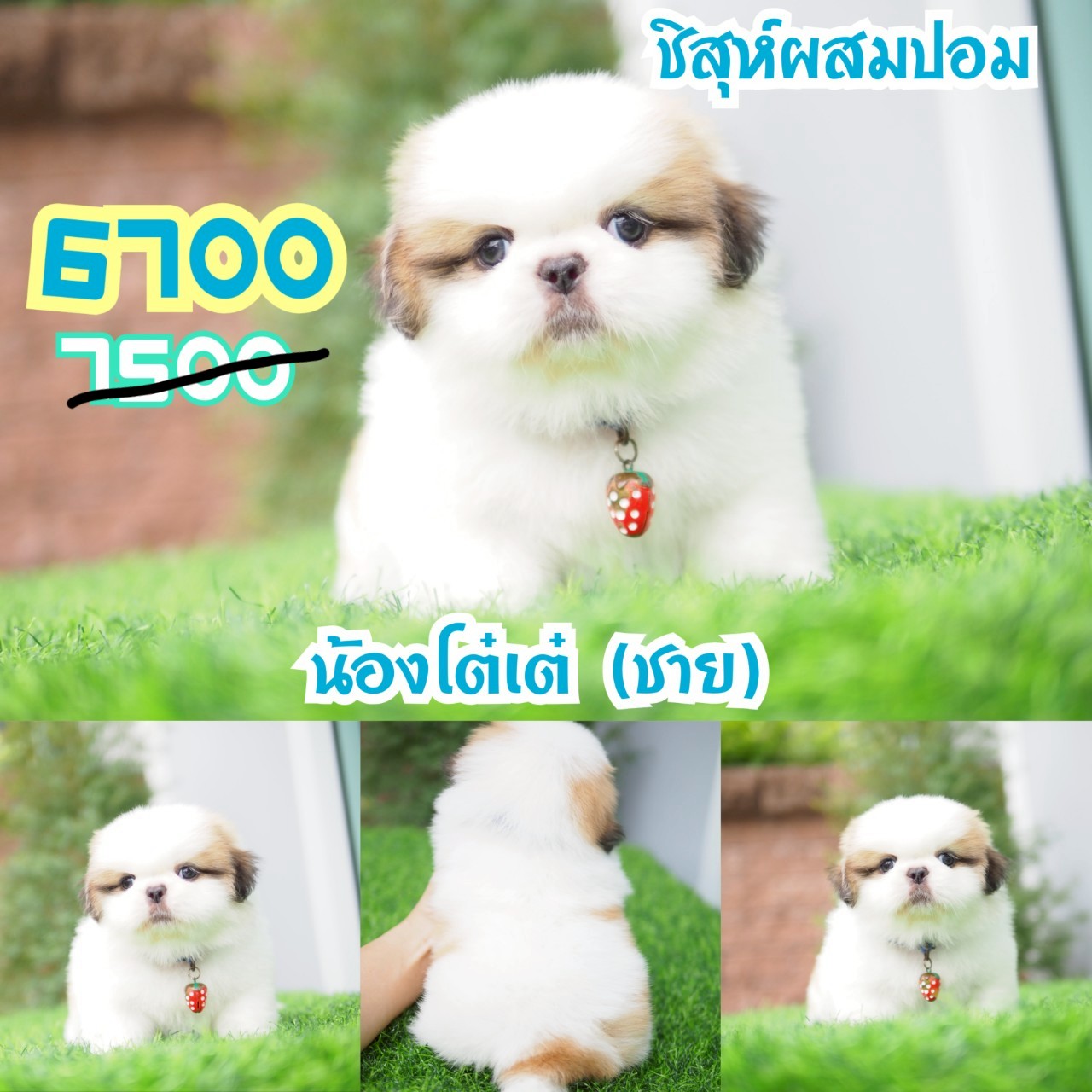 ชิสุ กิ๊ฟซ่า