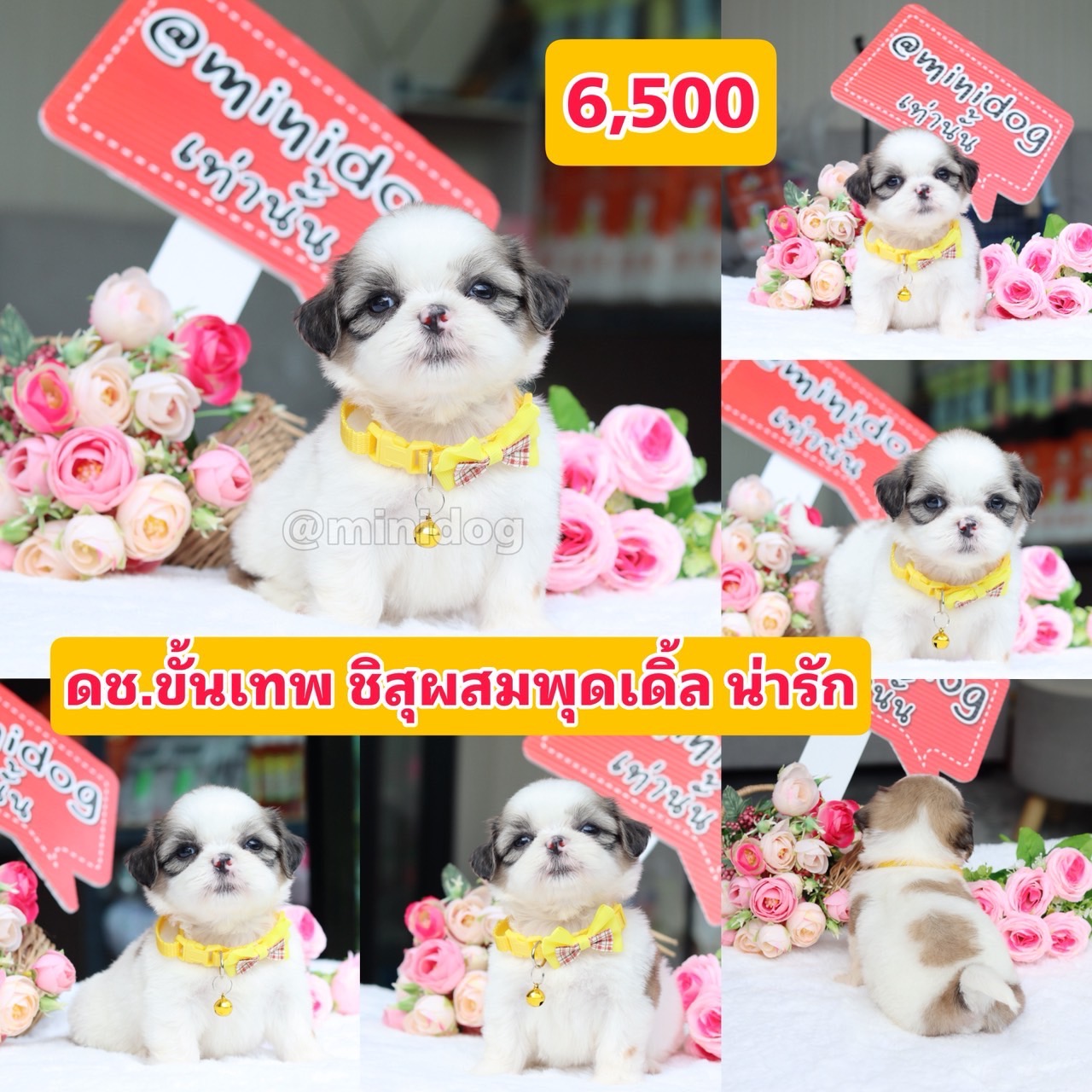ชิสุผสมพุดเดิ้ล