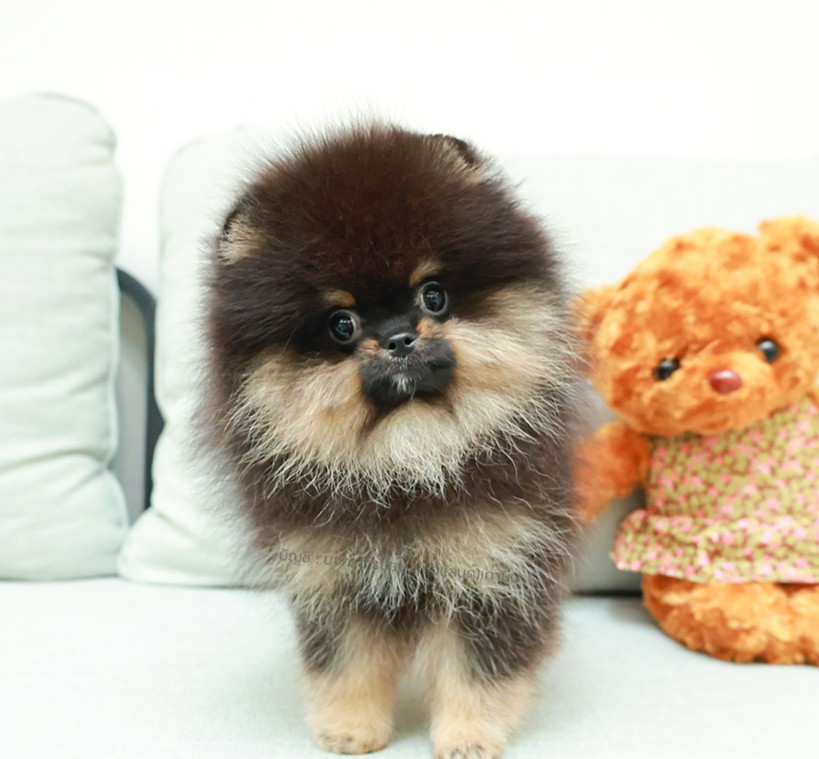 ปอมหน้าหมี ปอมแท้ ปอมเมอเรเนียน HRF-68400 เพศหญิง สีแบล็คแทน อายุ 2 เดือน ตัวเล็...