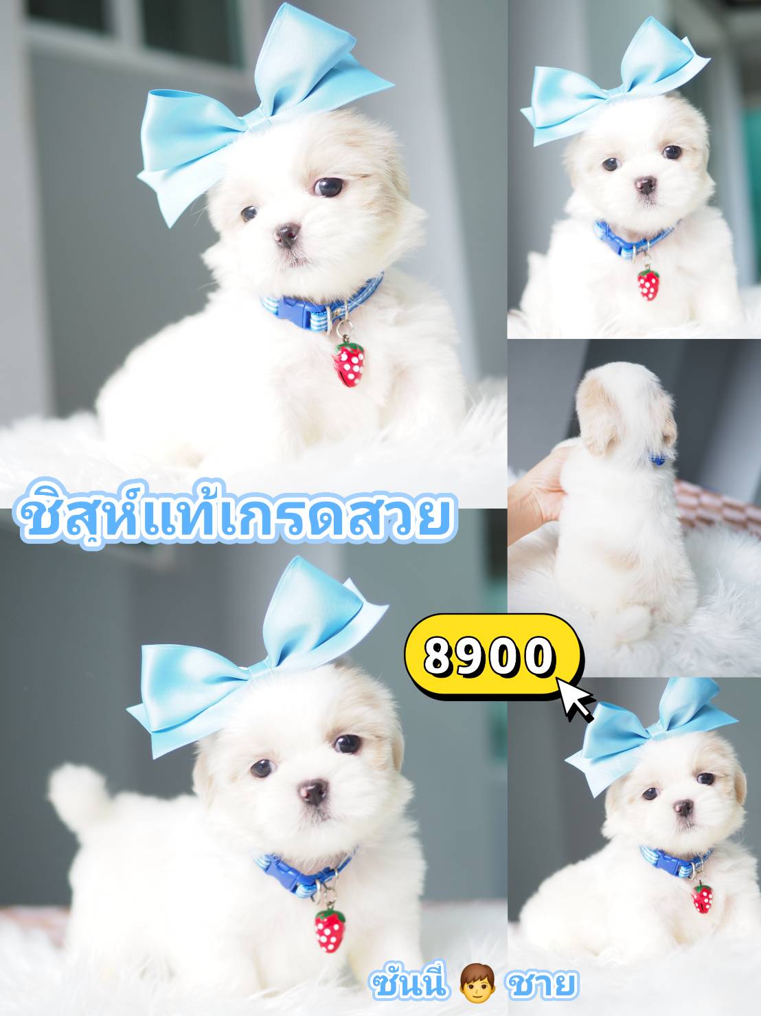 Shihtzu