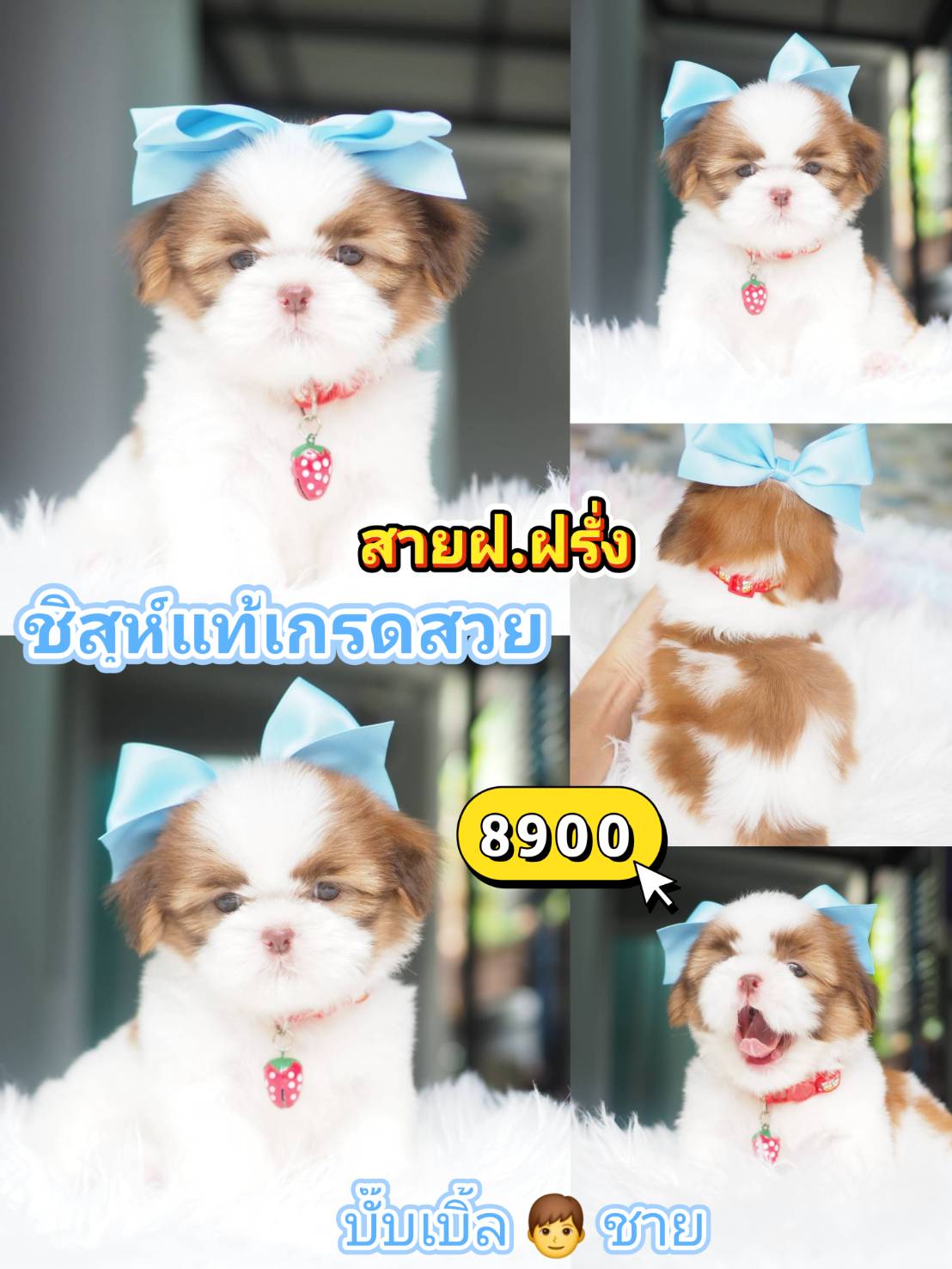 Shihtzu