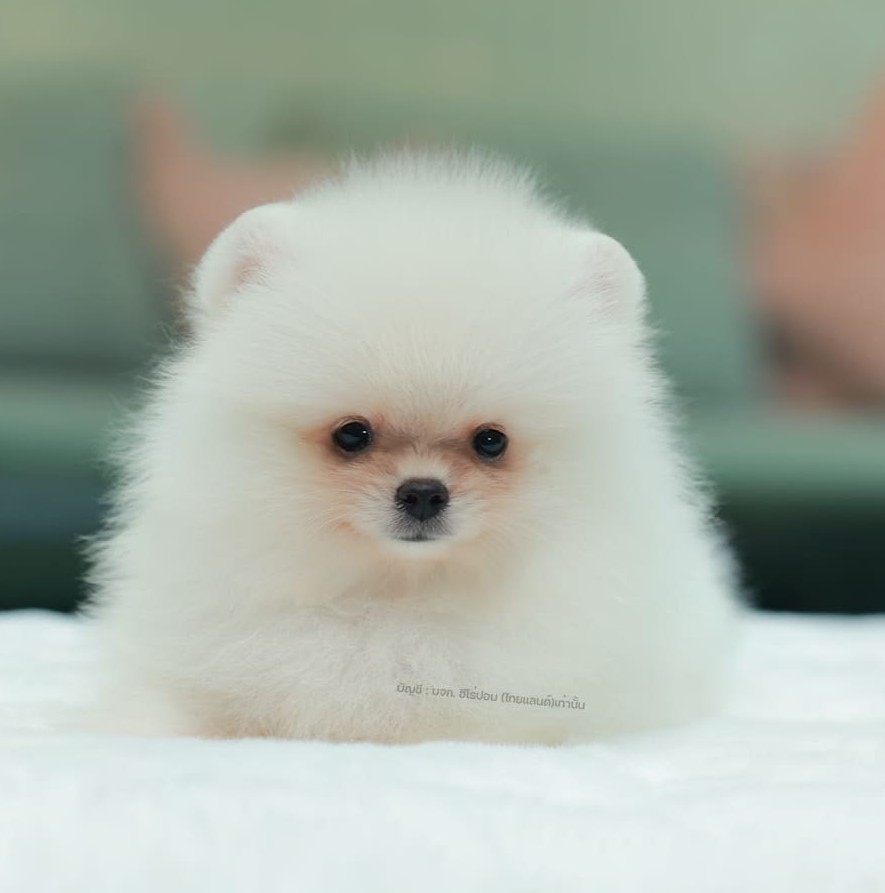 ปอมแท้ ปอมหน้าหมี HRM-10470 เพศชาย สีขาวครีม ตัวจิ๋วตัวเล็ก แก้มอ้วน น่าฟัดมาก ๆ...