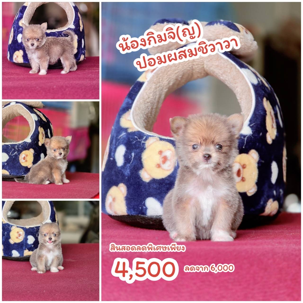 ชิวาวาผสมปอม ตัวจิ๋ว เพศเมีย พร้อมย้ายบ้าน