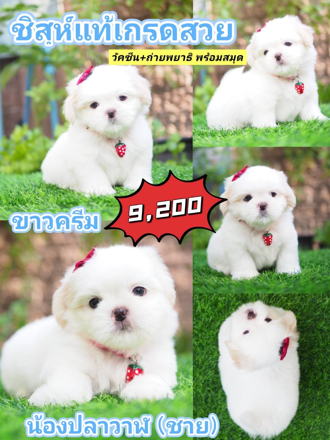 SHIHTZU กิ๊ฟซ่า + วัคซีน