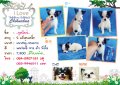 <<Sales!!! ชิวาวาขนยาวสีแฟนซีขาว-ดำ T-Cup น่ารักราคาไม่แพง พร้อมใบเพ็ดเต็ม...