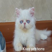 ลูกแมว Exotic lh ขนยาว หน้าบี้ สีขาว ตาสีฟ้า เพศชาย