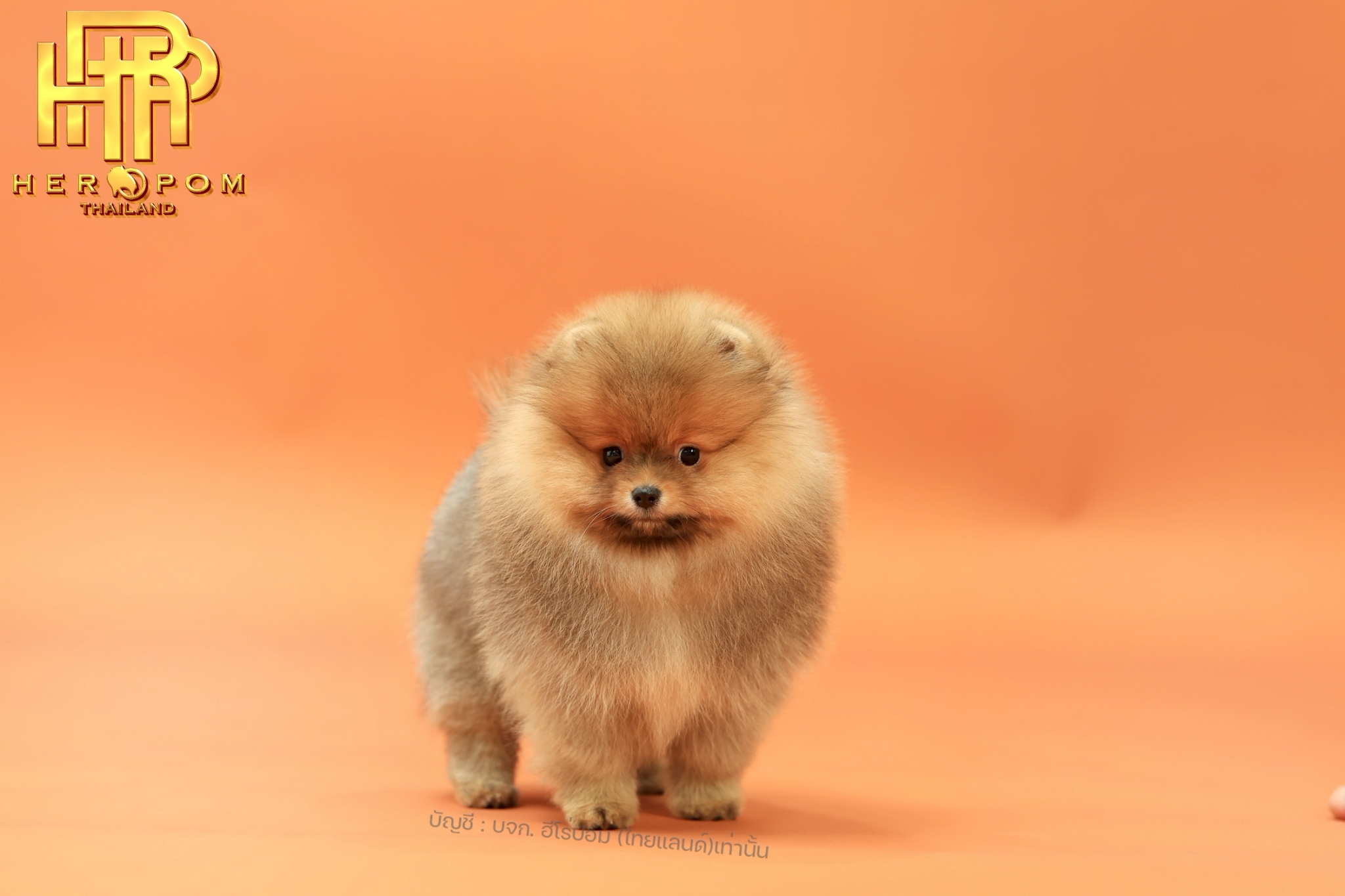 ปอมแท้ ปอมหน้าสั้น HRF-10752 เพศหญิง สีส้ม น่ารักมาก ๆ ถ่ายรูปแล้วขึ้นกล้องสุด ๆ...