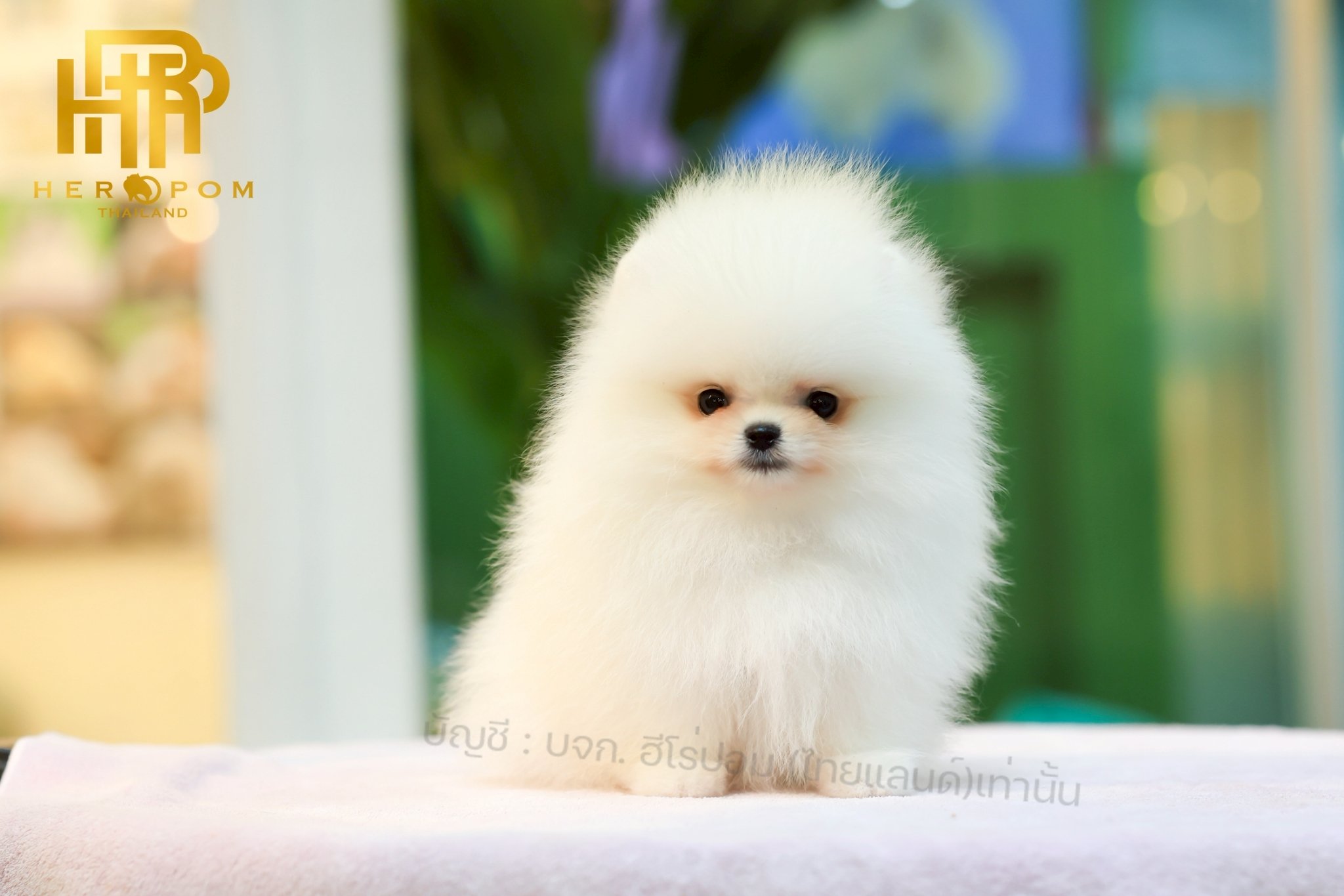 ปอมแท้ ปอมหน้าหมี HRM-10857 เพศชาย สีขาว อายุ 2 เดือน ขนแน่น ขาใหญ่ กินเก่ง หน้า...
