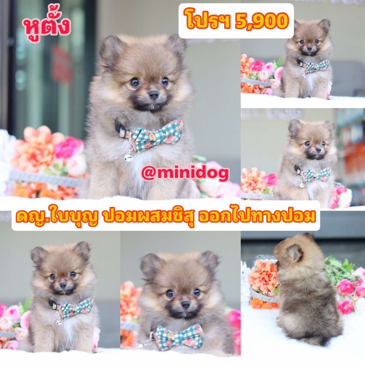 ชิสุผสมปอม