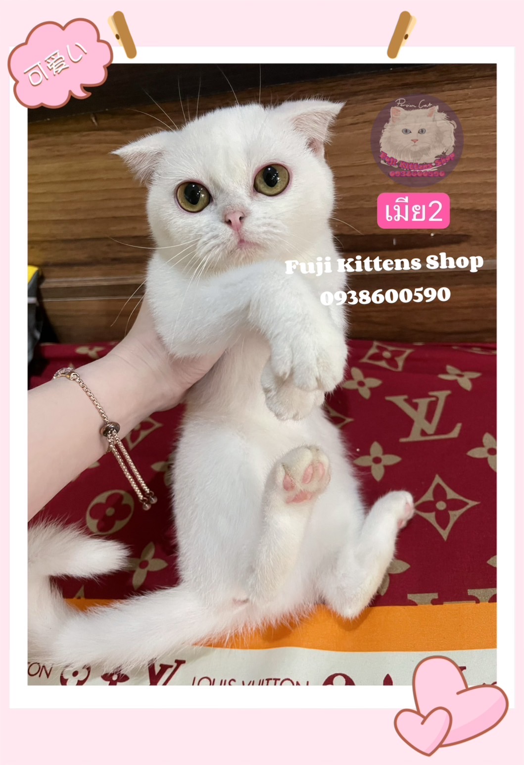 ***ได้บ้านแล้ว***แมววัยรุ่นสก็อตติชโฟลด์