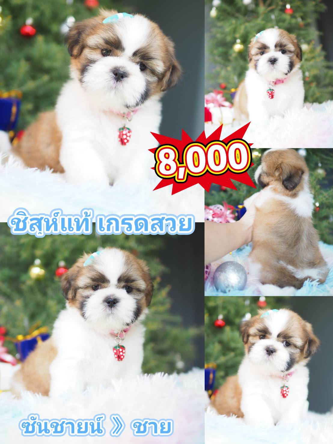 กิ๊ฟซ่า