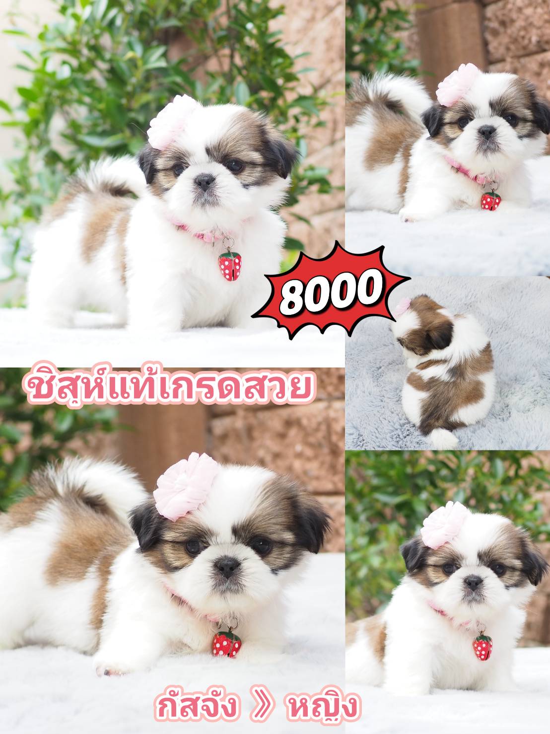 Shihtzu สวย+มีส่วนลด