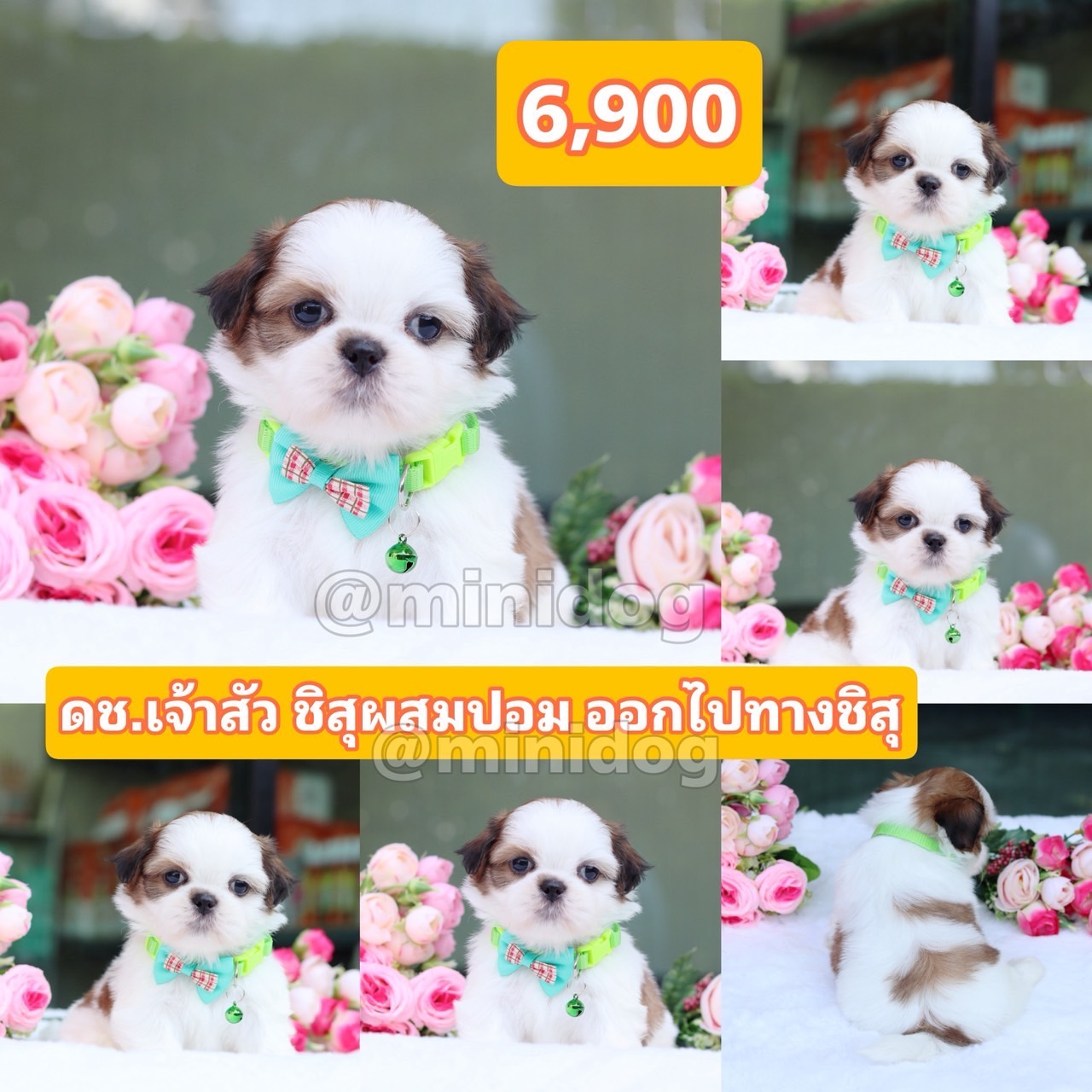 ชิสุผสมปอม