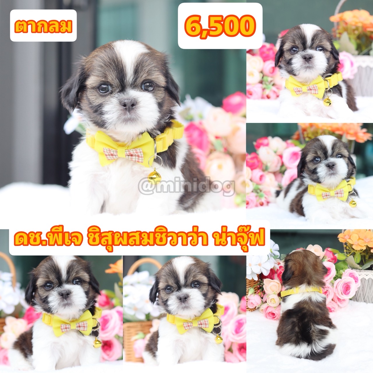 ชิสุผสมชิวาว่า