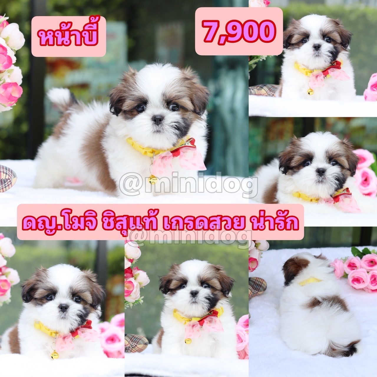 ชิสุแท้เกรดสวย