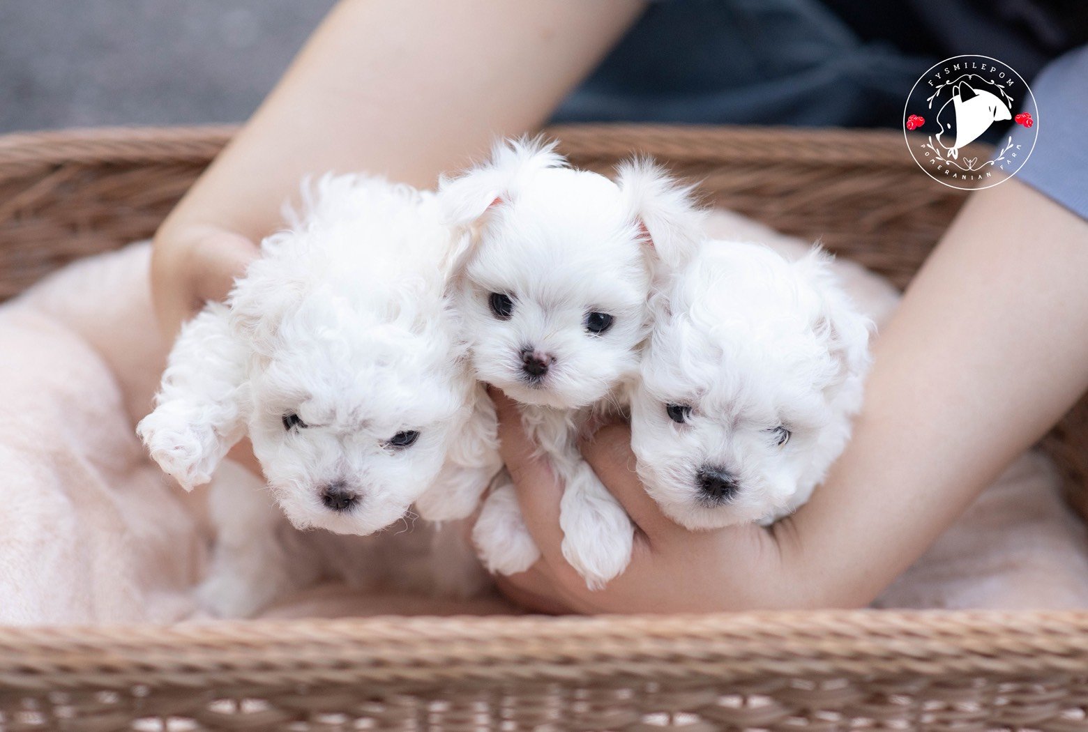 FYsmilepom น้องมอลทีส เพศเมีย เพศผู้ หน้าตาน่ารัก พร้อมย้ายบ้านค่ะ 0830777178