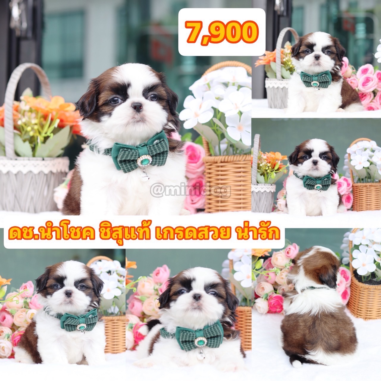 ชิสุแท้เกรดสวย
