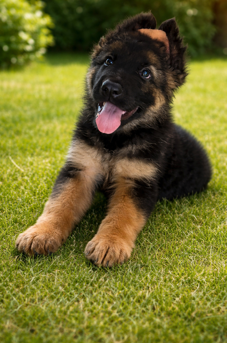 เยอรมันเชพเพริ์ดเพศเมียโอเวอร์ไซด์หาบ้านใหม่