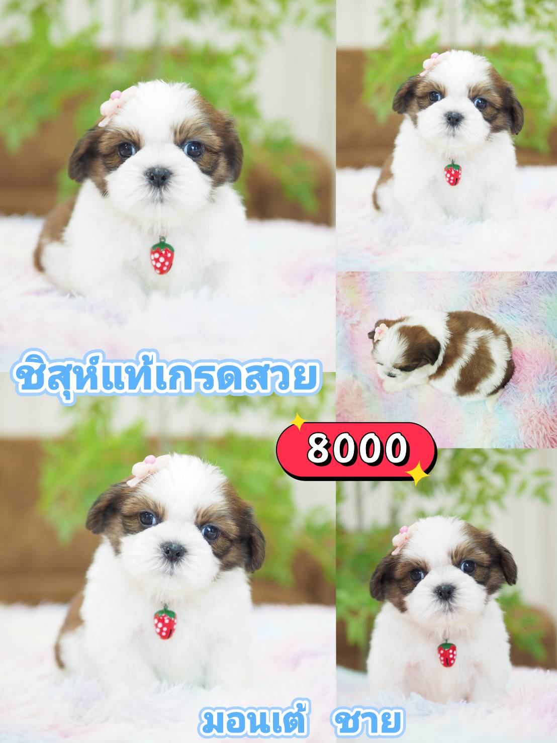 Shihtzu ลด 10%