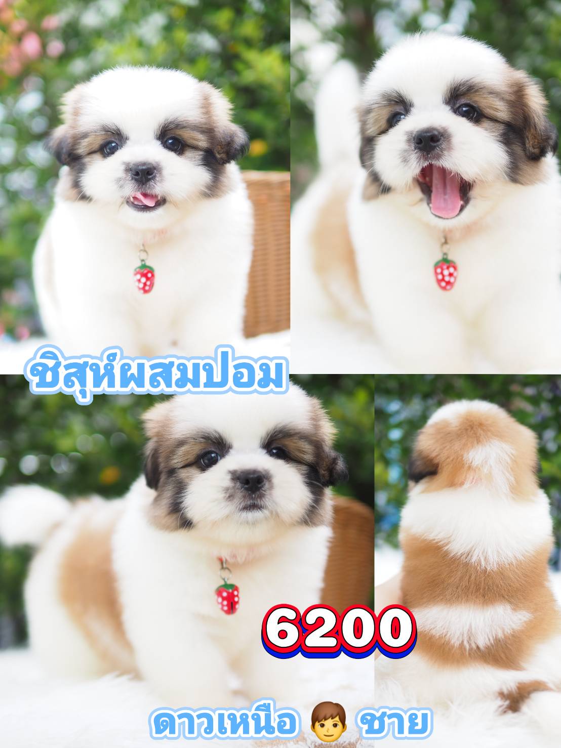 กิ๊ฟซ่า ราคาถูก❣️