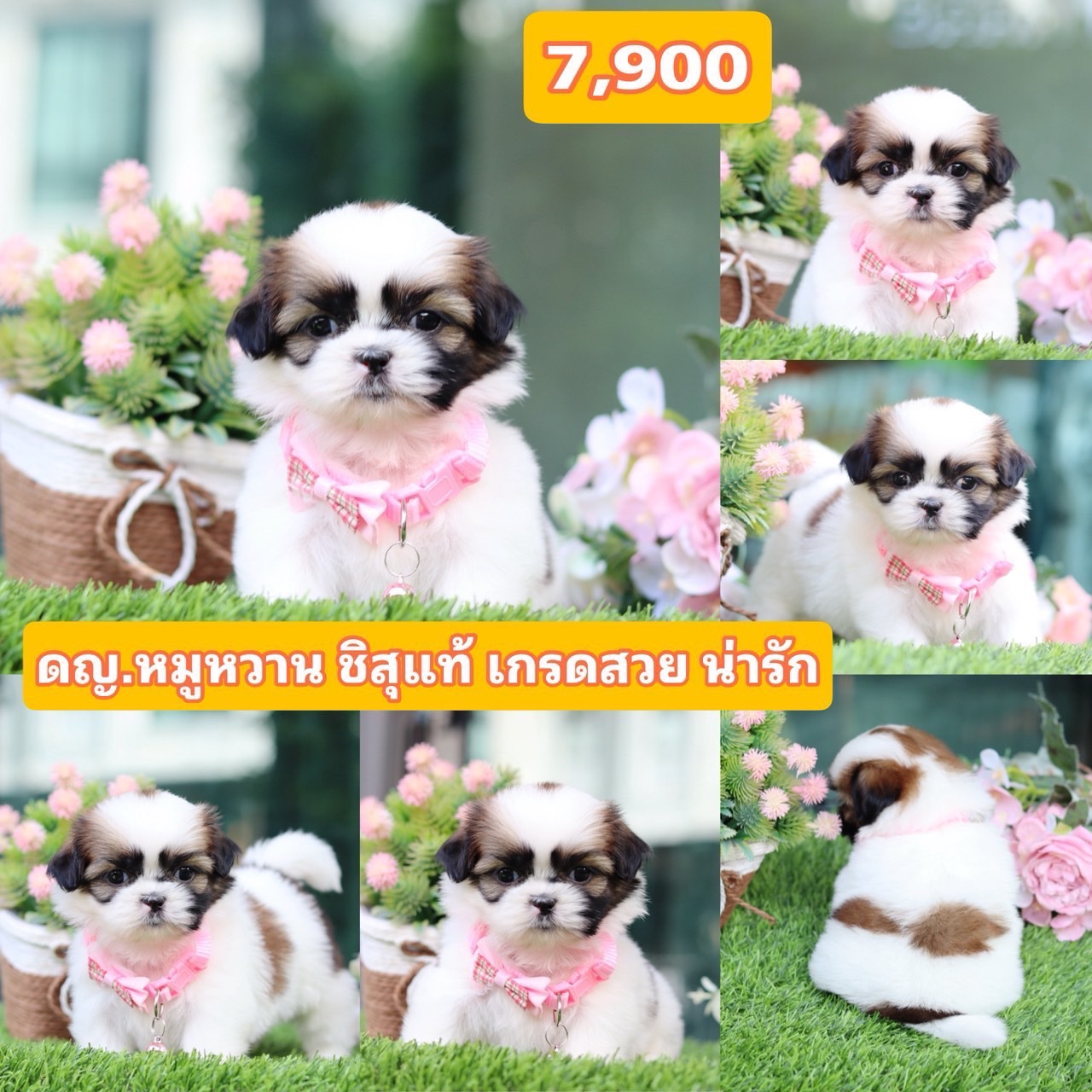 ชิสุแท้เกรดสวย