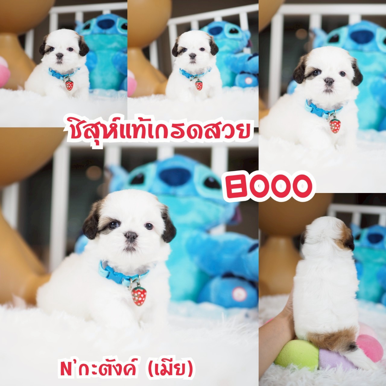 ชิสุ กิ๊ฟซ่า