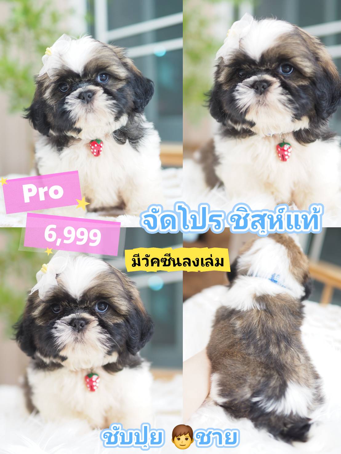 กิ๊ฟซ่าชิสุ ❤️ กทม