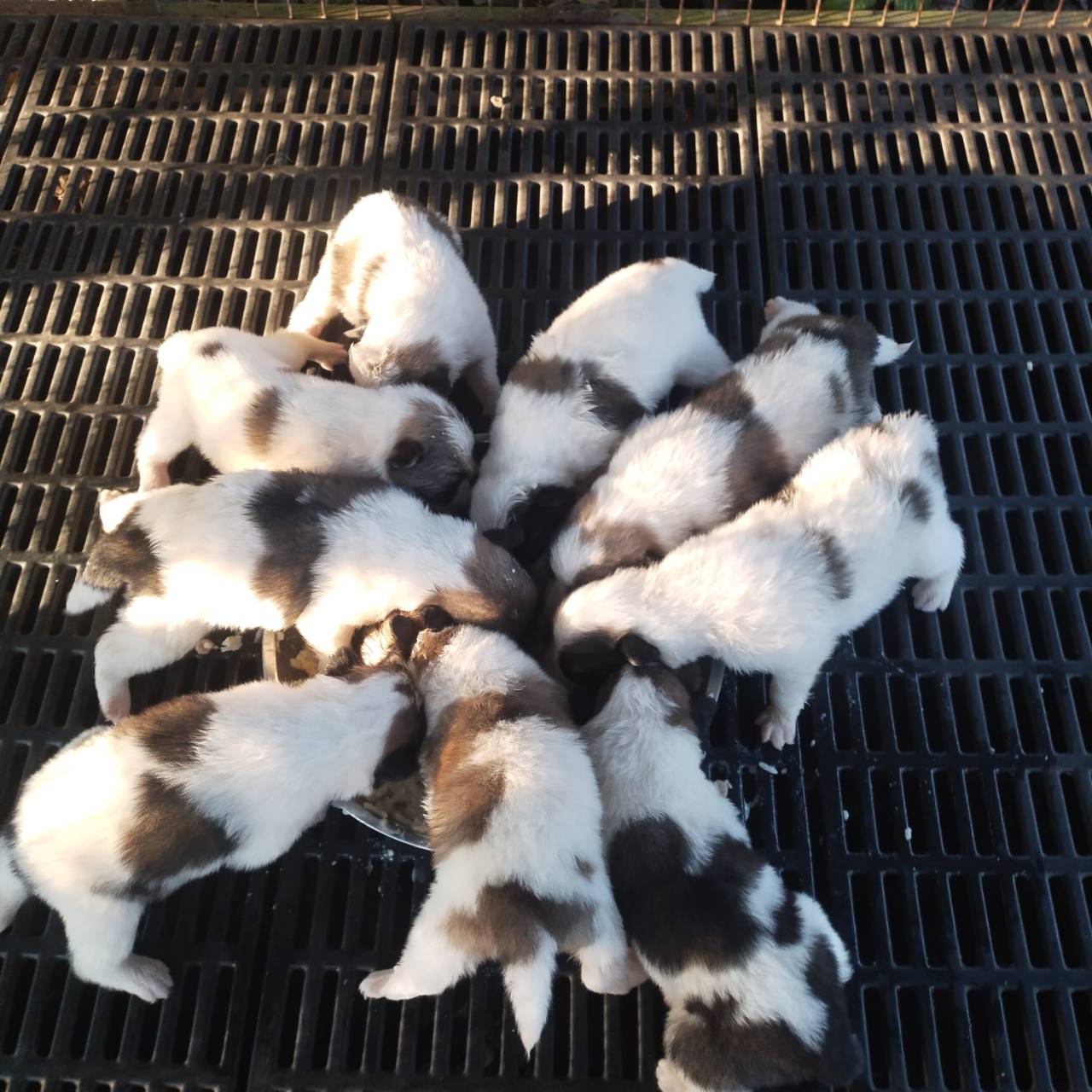 บางแก้วแท้ สายเก่า พ่อแม่ดุ ส่งฟรีกรุงเทพ และใกล้เคียงฉะเชิงเทรา