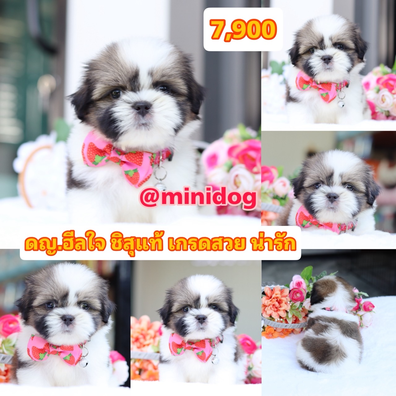 ชิสุแท้เกรดสวย