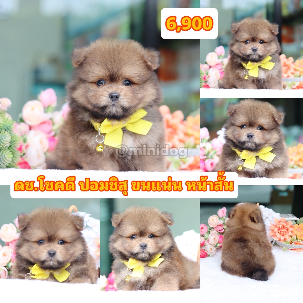 ชิสุผสมปอม