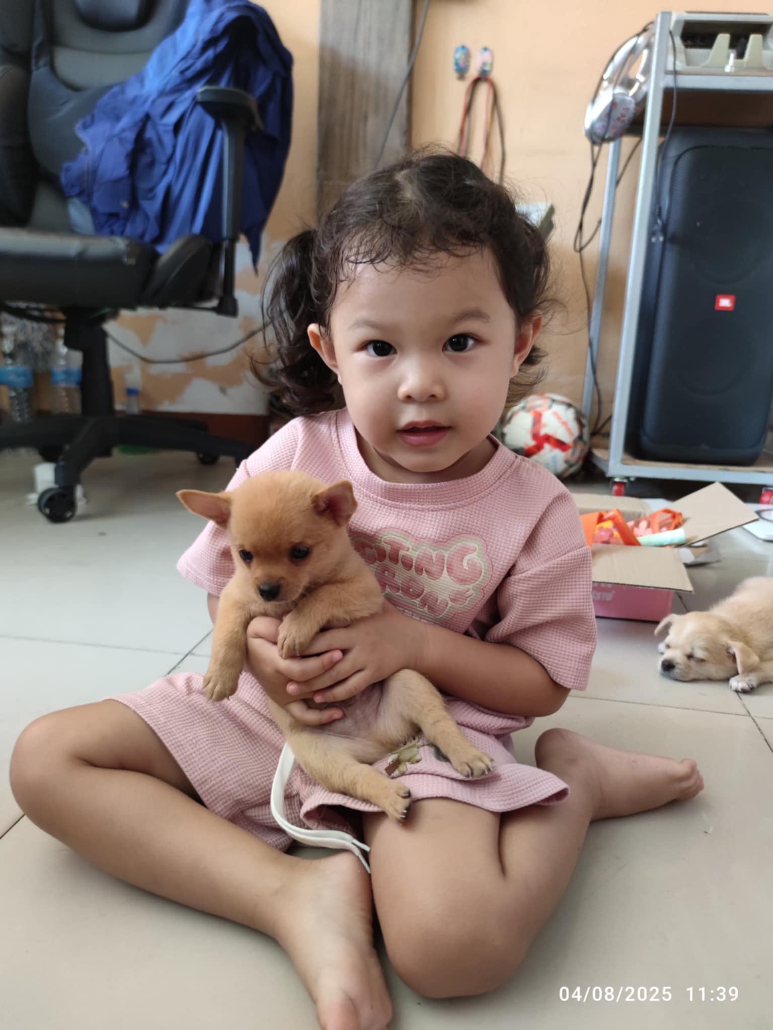 ชิวาว่า อ.ปักธงชัย ราคามิตรภาพ