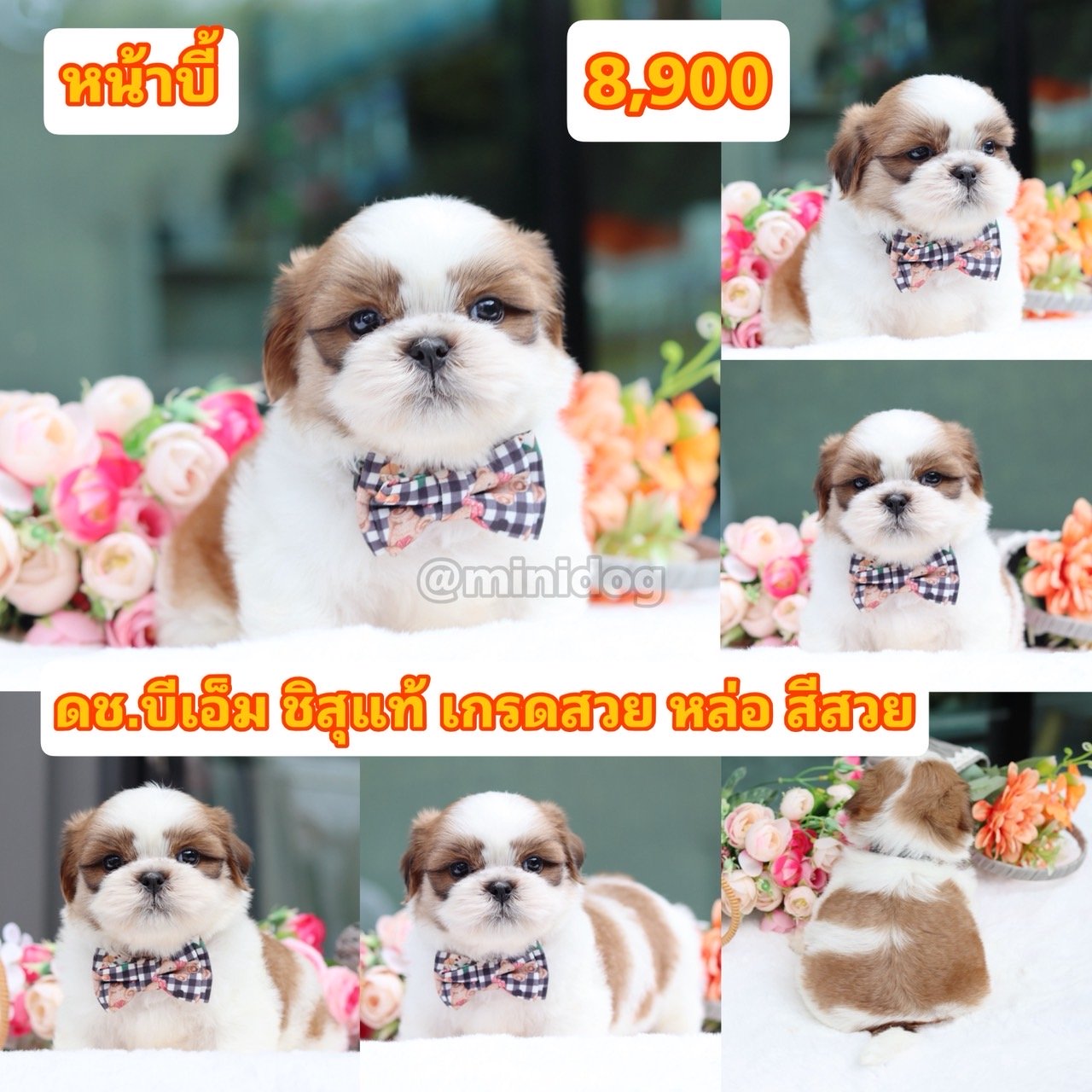 ชิสุแท้เกรดสวย