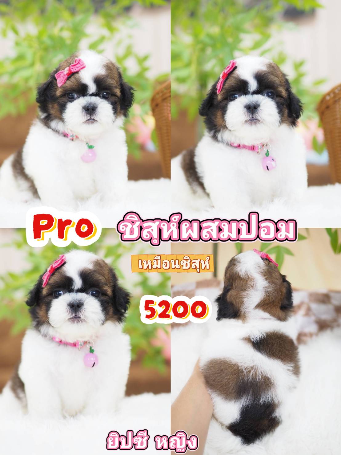 Shihtzu