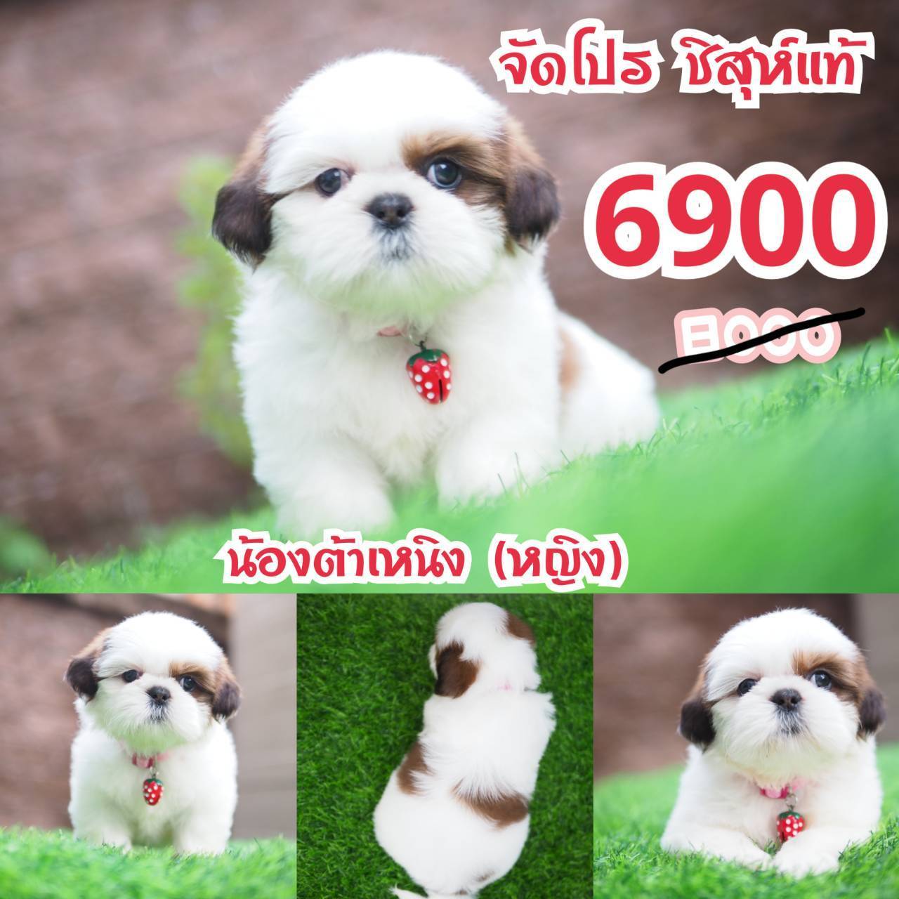 กิ๊ฟซ่า ชิสุ