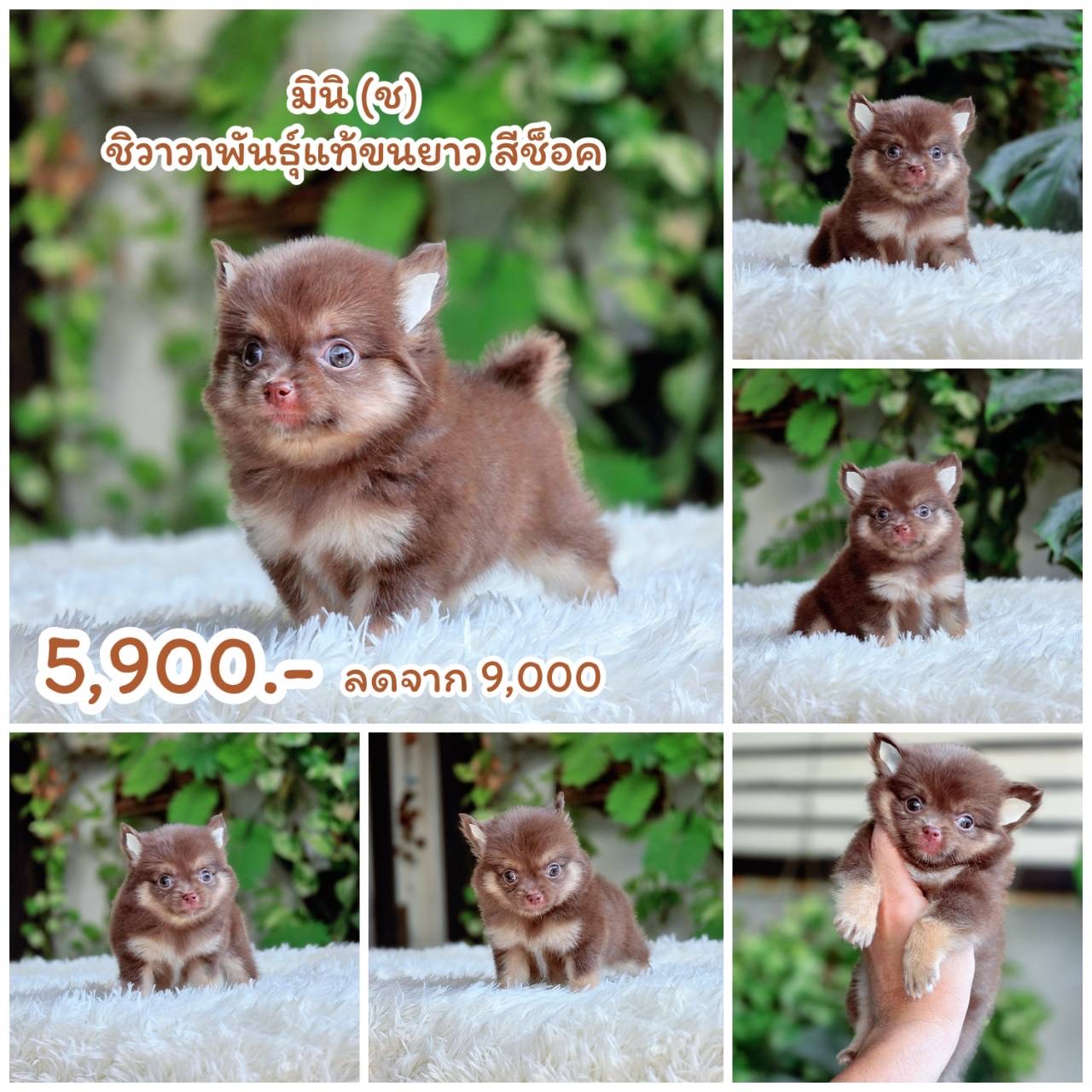 ชิวาวาแท้ สีช็อค พร้อมย้ายบ้าน