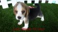 บีเกิ้ล (Beagle) เพศผู้ อายุ 45วัน