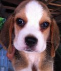 ลูกบีเกิ้ล "BEAGLE" สายเลือดดี น่ารัก แข็งแรง 