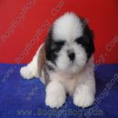 ลูกชิห์สุ ShihTzu เพศผู้ สายเลือดแชมป์ รหัส s23402 จาก BogBogBog Kennel