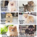 จำหน่าย ปอมหน้าหมี จากTJMN Pomeranian