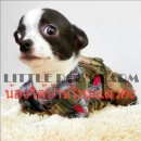 LITTLE DOG'S FARM : น้องได้บ้านใหม่แล้วค่ะ ตัวเล็กๆ หัวโต ตาโต หน้าสั้นสวยมากๆค่...